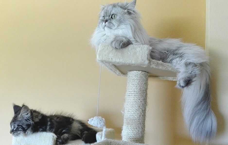 cats resting
