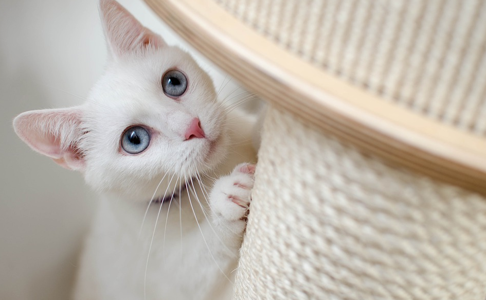 cat scratching